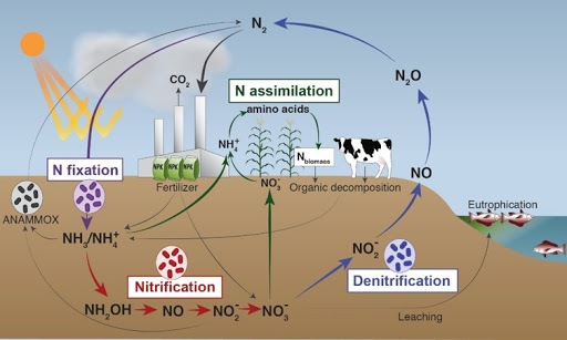 nitrogen for plants