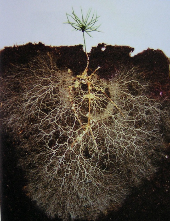 MYCORRHIZAE